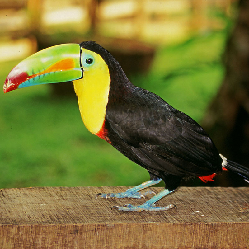 Tropical Costa Rica